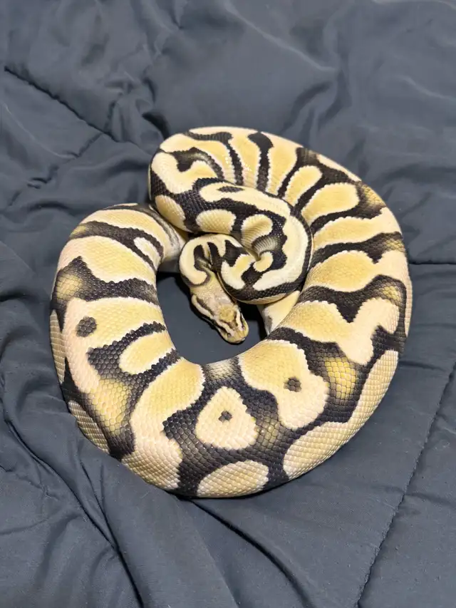 Female Pastel OD Desert Ghost PB - Photo 6