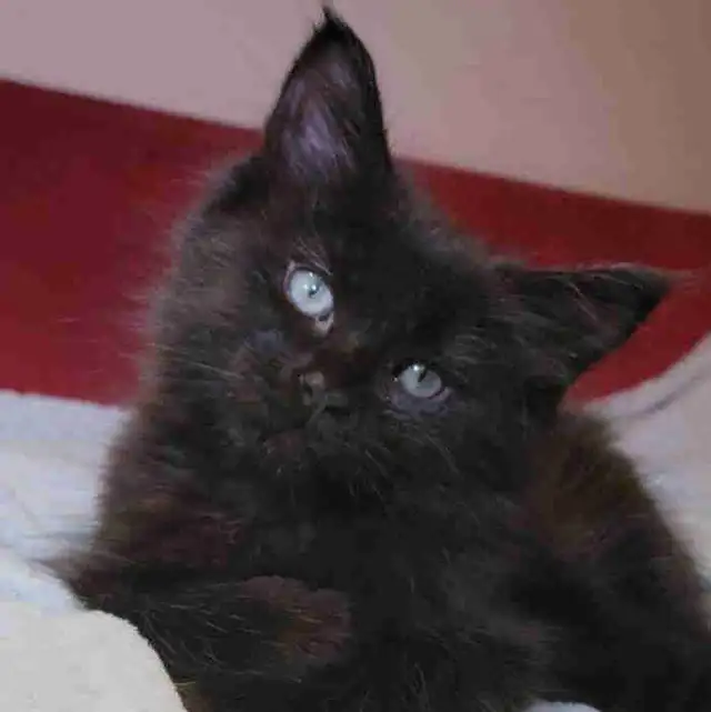 Mainecoon kitten for sale! One left.