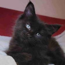 Mainecoon kitten for sale! One left.
