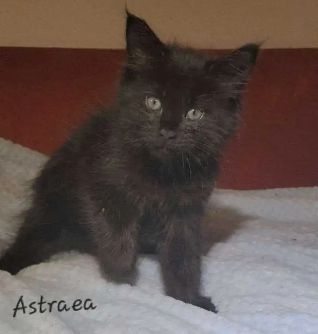 Mainecoon kitten for sale! One left. - Photo 2
