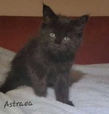 Mainecoon kitten for sale! One left. - Photo 2