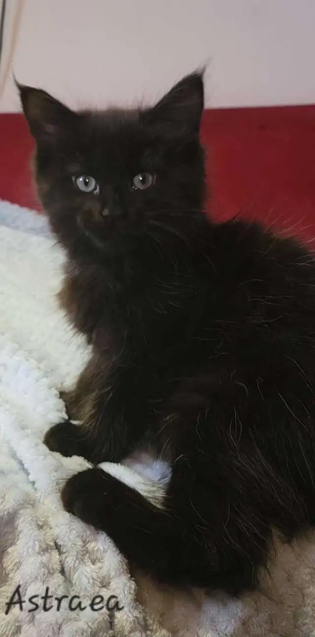 Mainecoon kitten for sale! One left. - Photo 3
