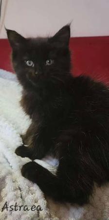 Mainecoon kitten for sale! One left. - Photo 3