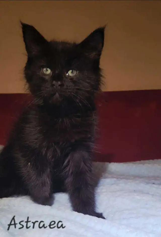 Mainecoon kitten for sale! One left. - Photo 4
