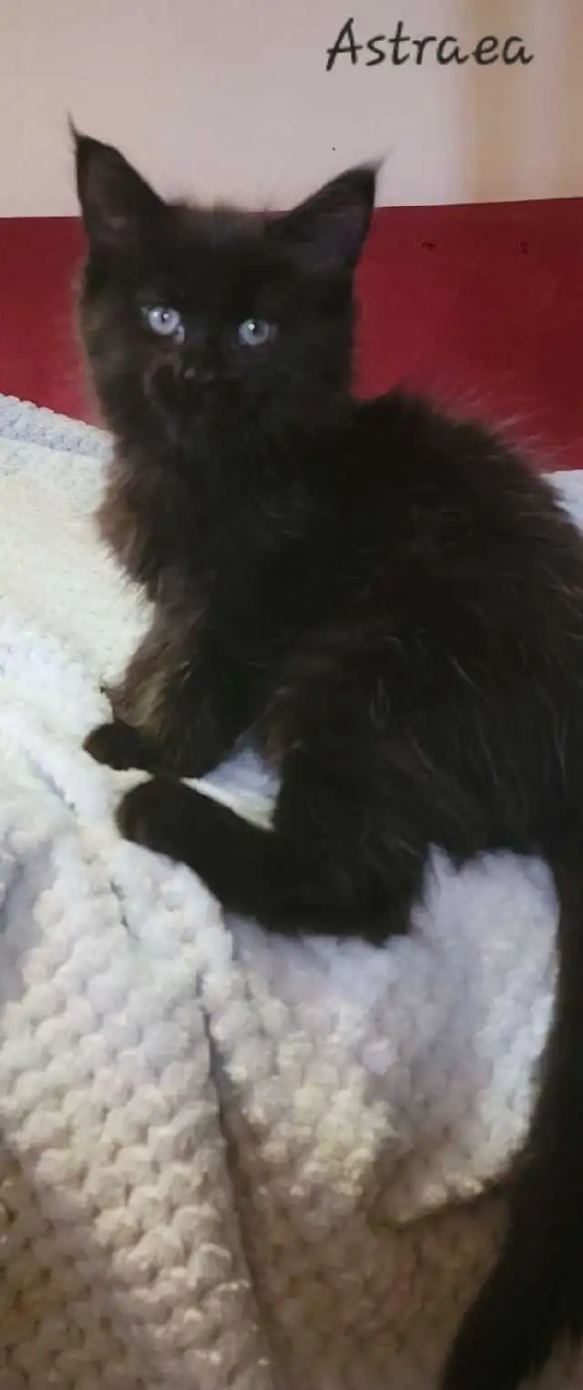 Mainecoon kitten for sale! One left. - Photo 5