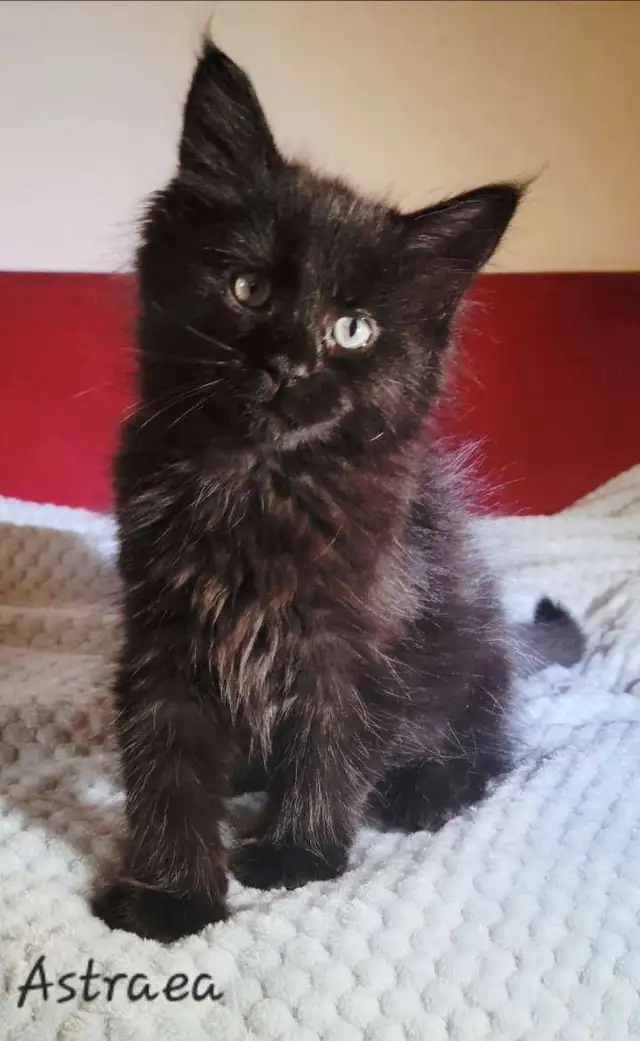 Mainecoon kitten for sale! One left. - Photo 6