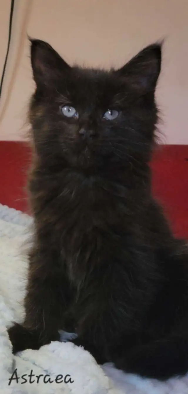 Mainecoon kitten for sale! One left. - Photo 7