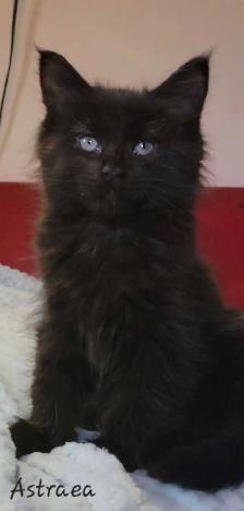 Mainecoon kitten for sale! One left. - Photo 7