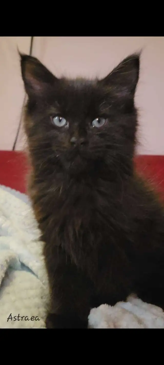 Mainecoon kitten for sale! One left. - Photo 8