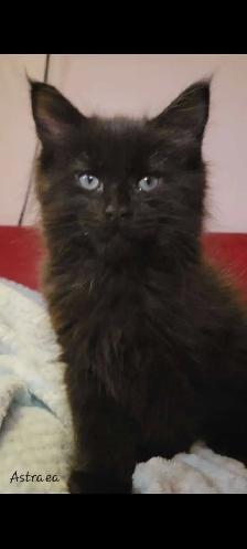 Mainecoon kitten for sale! One left. - Photo 8