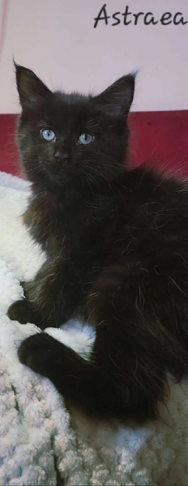 Mainecoon kitten for sale! One left. - Photo 9