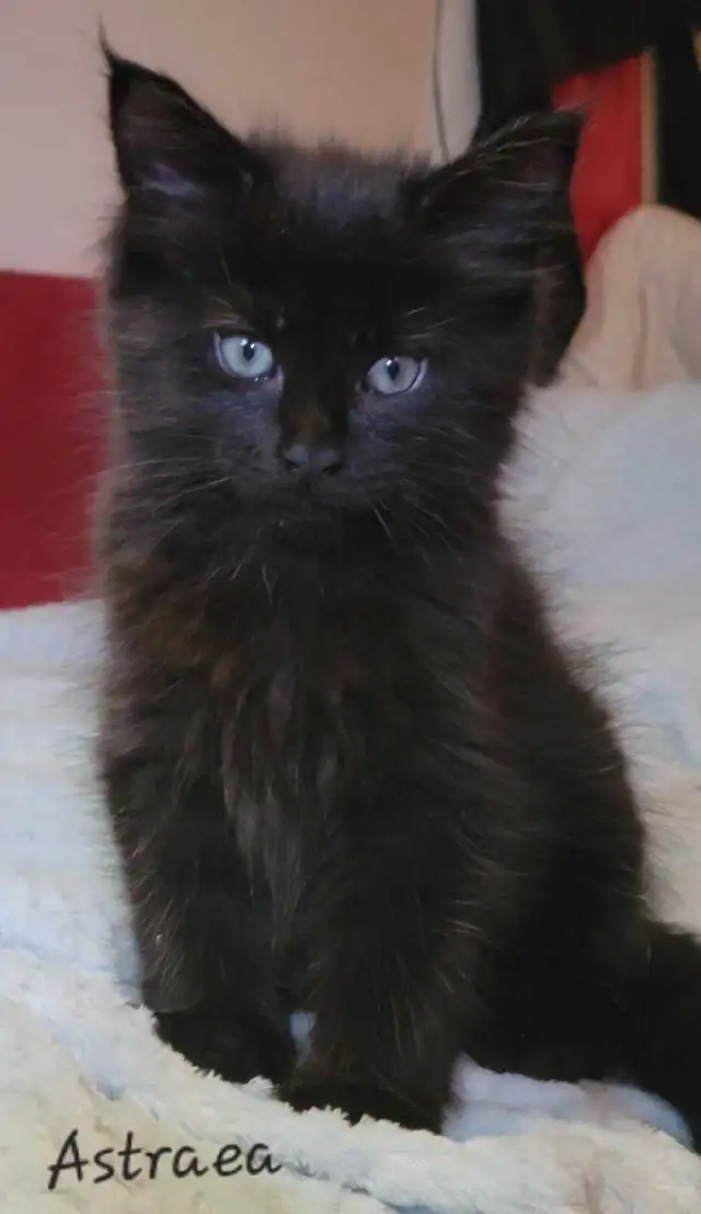 Mainecoon kitten for sale! One left. - Photo 10