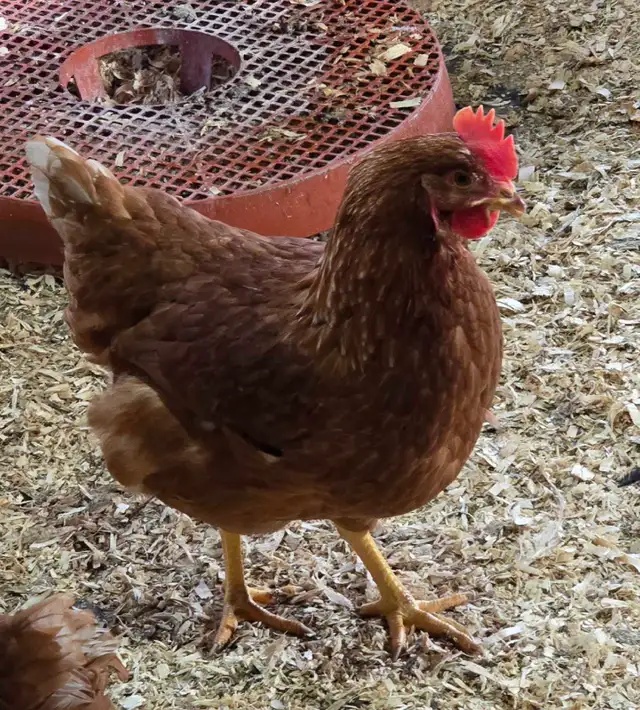 Laying Chickens