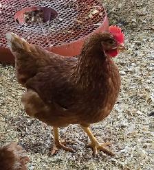 Laying Chickens