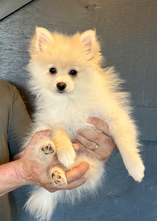 Pomeranians  (Pls Read All.)