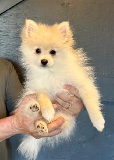 Pomeranians  (Pls Read All.)