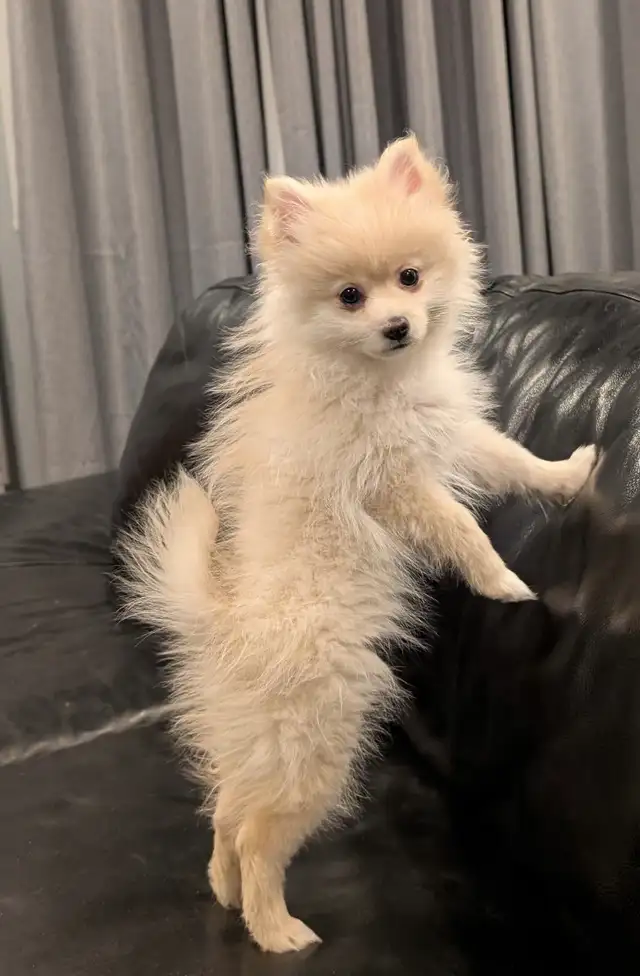 Pomeranians  (Pls Read All.) - Photo 2
