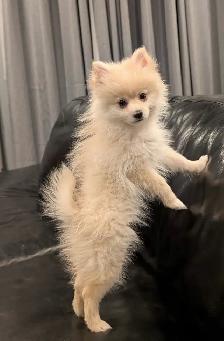 Pomeranians  (Pls Read All.) - Photo 2