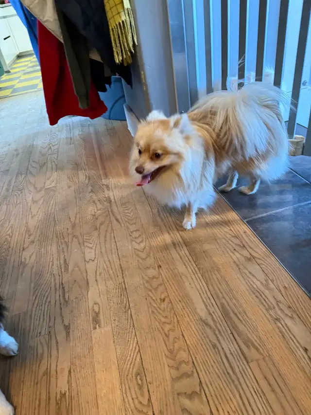 Pomeranians  (Pls Read All.) - Photo 4