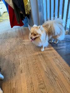 Pomeranians  (Pls Read All.) - Photo 4