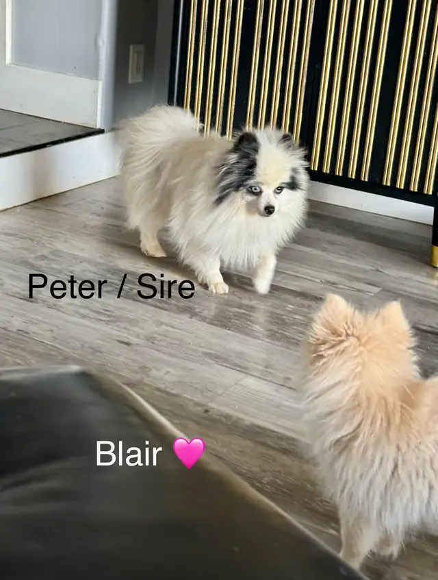 Pomeranians  (Pls Read All.) - Photo 5