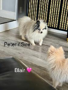 Pomeranians  (Pls Read All.) - Photo 5