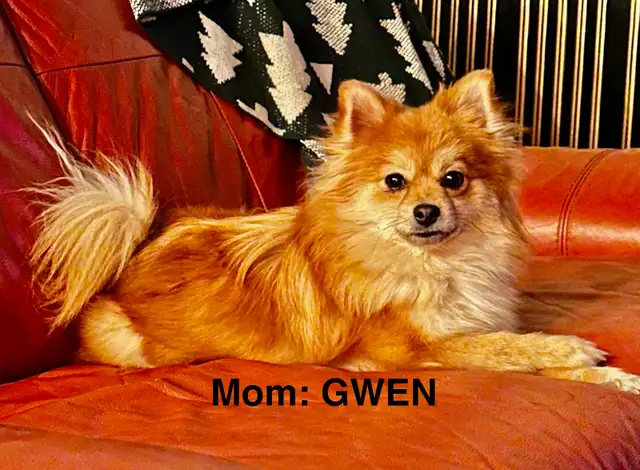 Pomeranians  (Pls Read All.) - Photo 6
