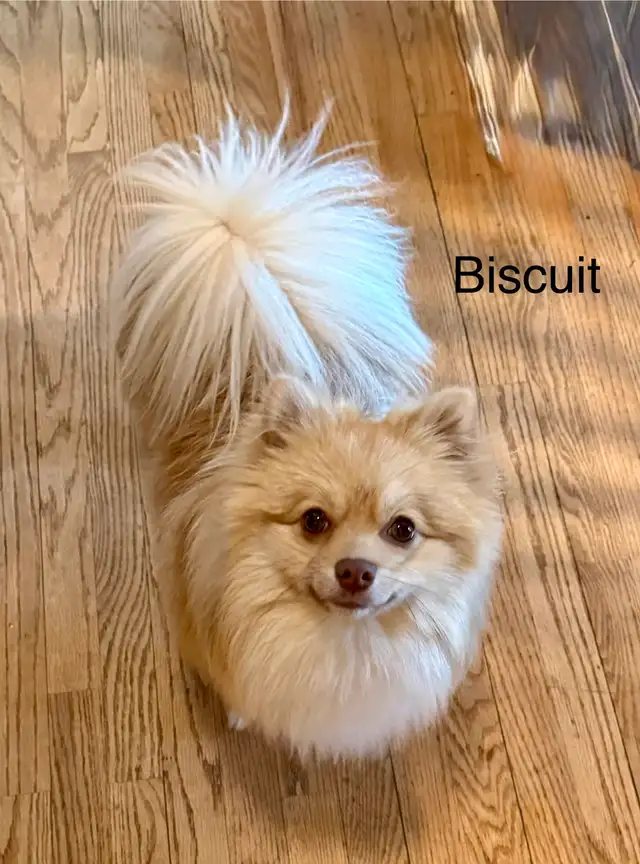 Pomeranians  (Pls Read All.) - Photo 7