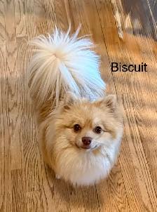 Pomeranians  (Pls Read All.) - Photo 7
