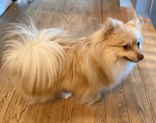 Pomeranians  (Pls Read All.) - Photo 8