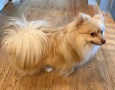 Pomeranians  (Pls Read All.) - Photo 8