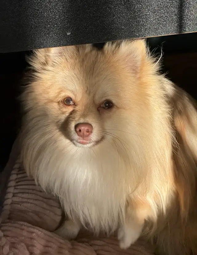 Pomeranians  (Pls Read All.) - Photo 9