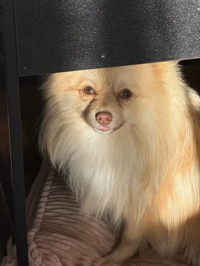 Pomeranians  (Pls Read All.) - Photo 10