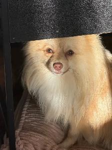 Pomeranians  (Pls Read All.) - Photo 10