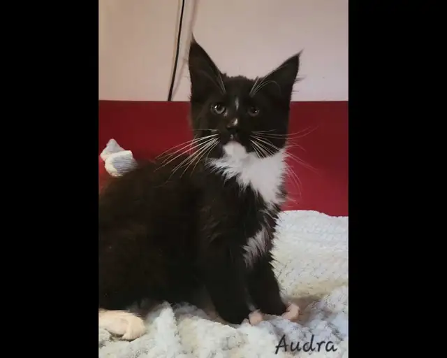 Maine Coon Kitten ONLY 1 FEMALE LEFT!