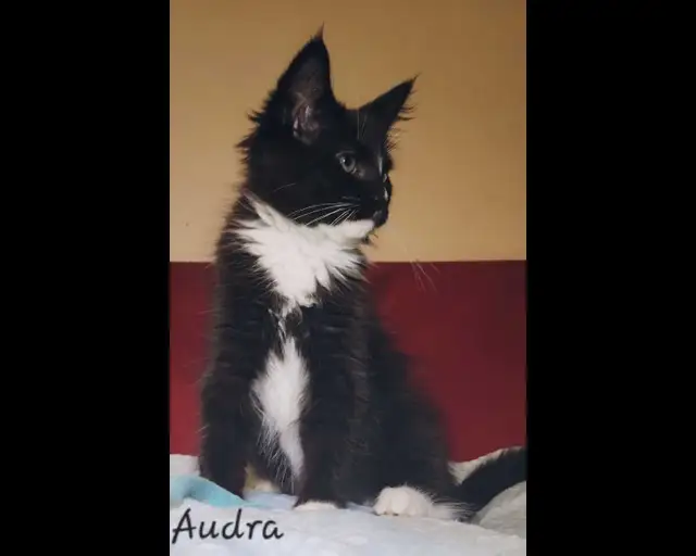 Maine Coon Kitten ONLY 1 FEMALE LEFT! - Photo 2