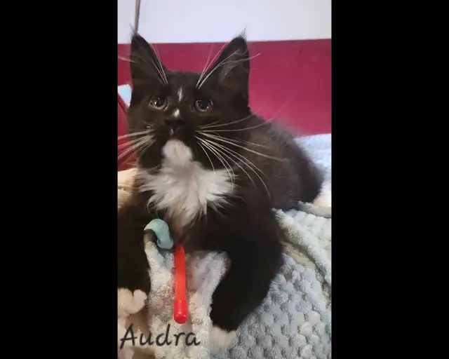 Maine Coon Kitten ONLY 1 FEMALE LEFT! - Photo 3
