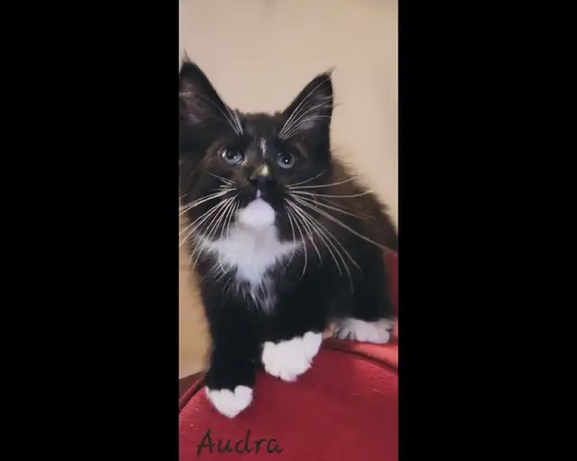 Maine Coon Kitten ONLY 1 FEMALE LEFT! - Photo 6