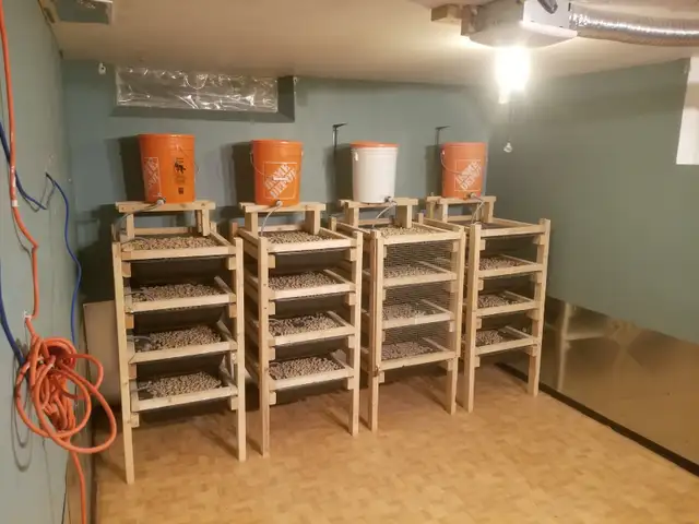 Rats and racks! Rats free the Racks $100 each
