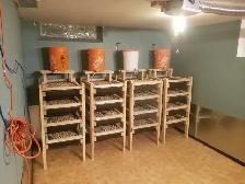 Rats and racks! Rats free the Racks $100 each