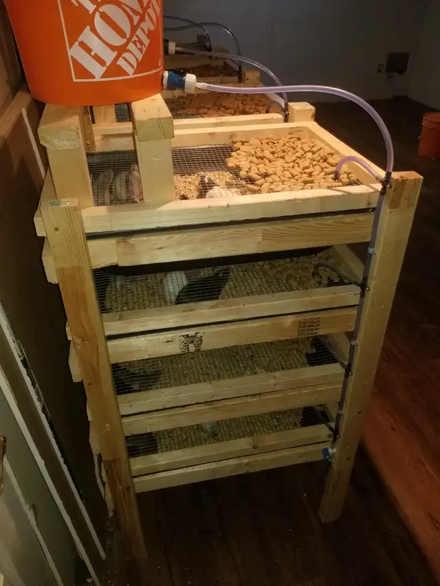 Rats and racks! Rats free the Racks $100 each - Photo 2