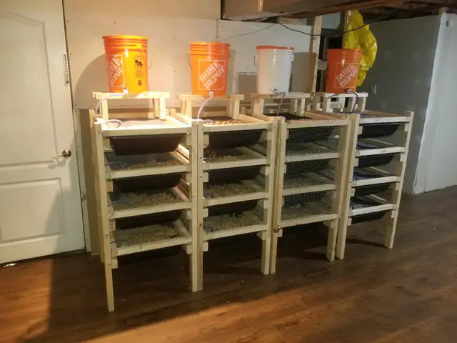 Rats and racks! Rats free the Racks $100 each - Photo 3