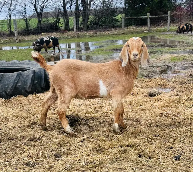 1 year old goat