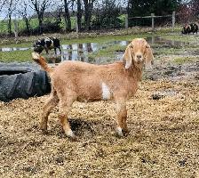 1 year old goat