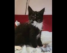 Maine Coon Kitten Only 1 female left!