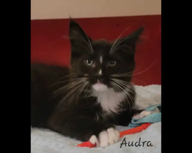 Maine Coon Kitten Only 1 female left! - Photo 3