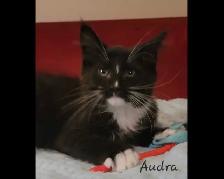 Maine Coon Kitten Only 1 female left! - Photo 3
