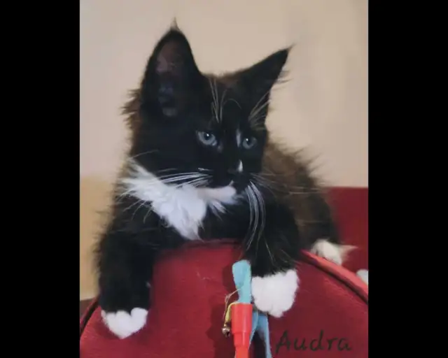 Maine Coon Kitten Only 1 female left! - Photo 4
