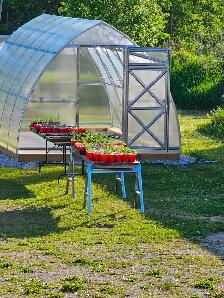 Heirloom Tomatoes and native Perennials