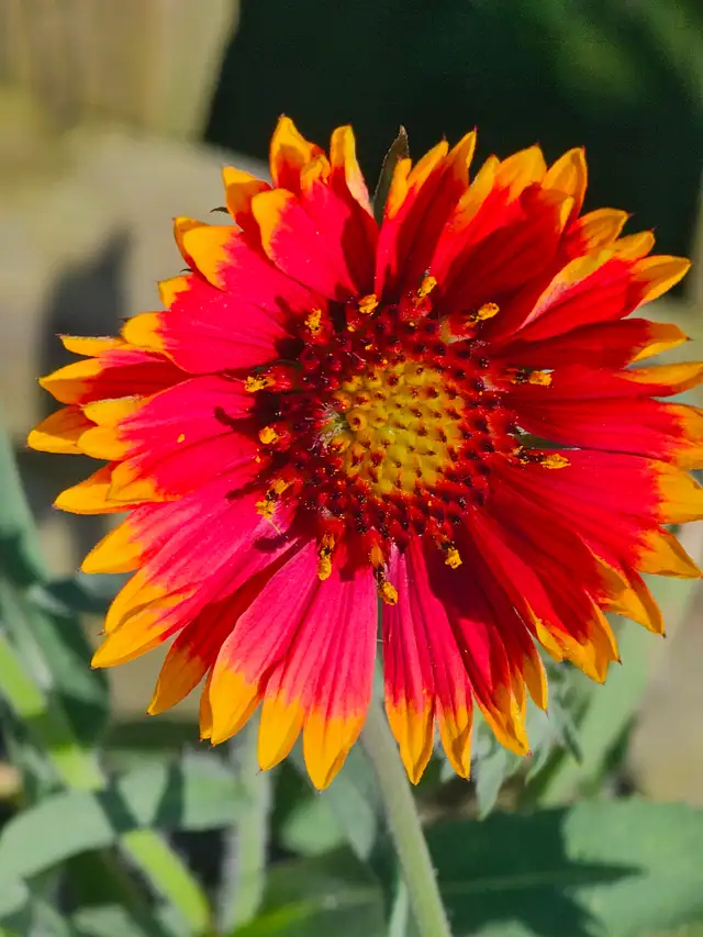 Heirloom Tomatoes and native Perennials - Photo 2